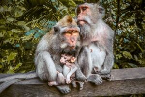 Monkey forest ubud