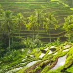 Ubud travel buide