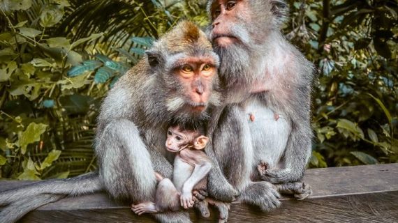 Monkey forest ubud