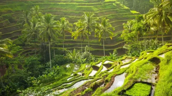 Ubud travel buide
